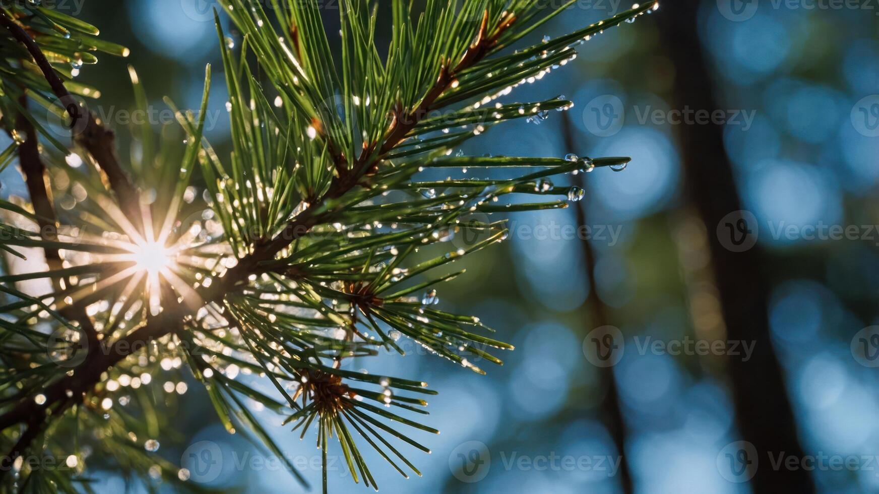 Close-up of a pine branch with water droplets and sunlight filtering through the trees. photo