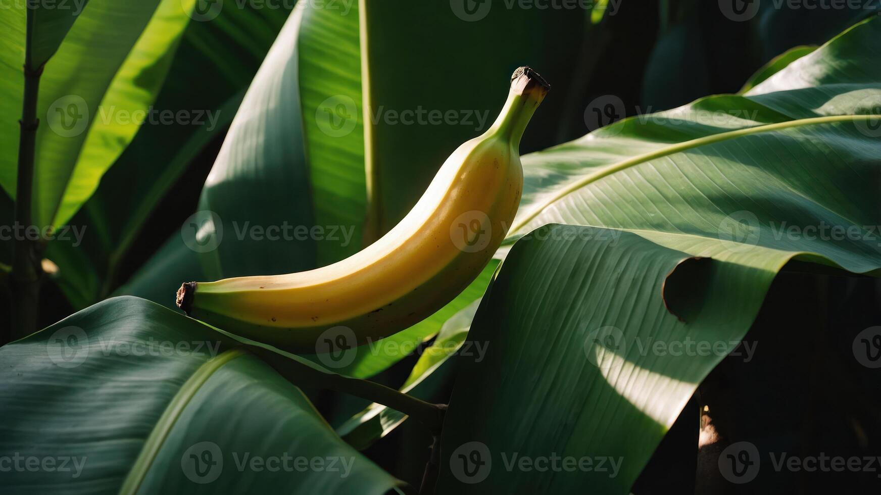 A ripe banana resting on lush green leaves, showcasing nature's vibrant colors. photo