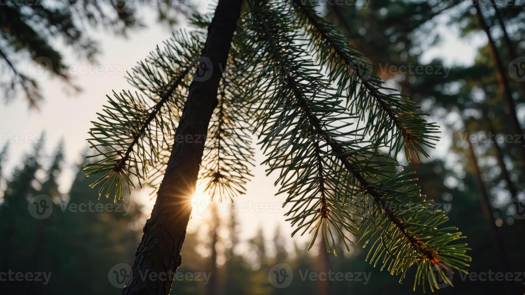 Sunlight filtering through pine tree branches in a serene forest setting. photo