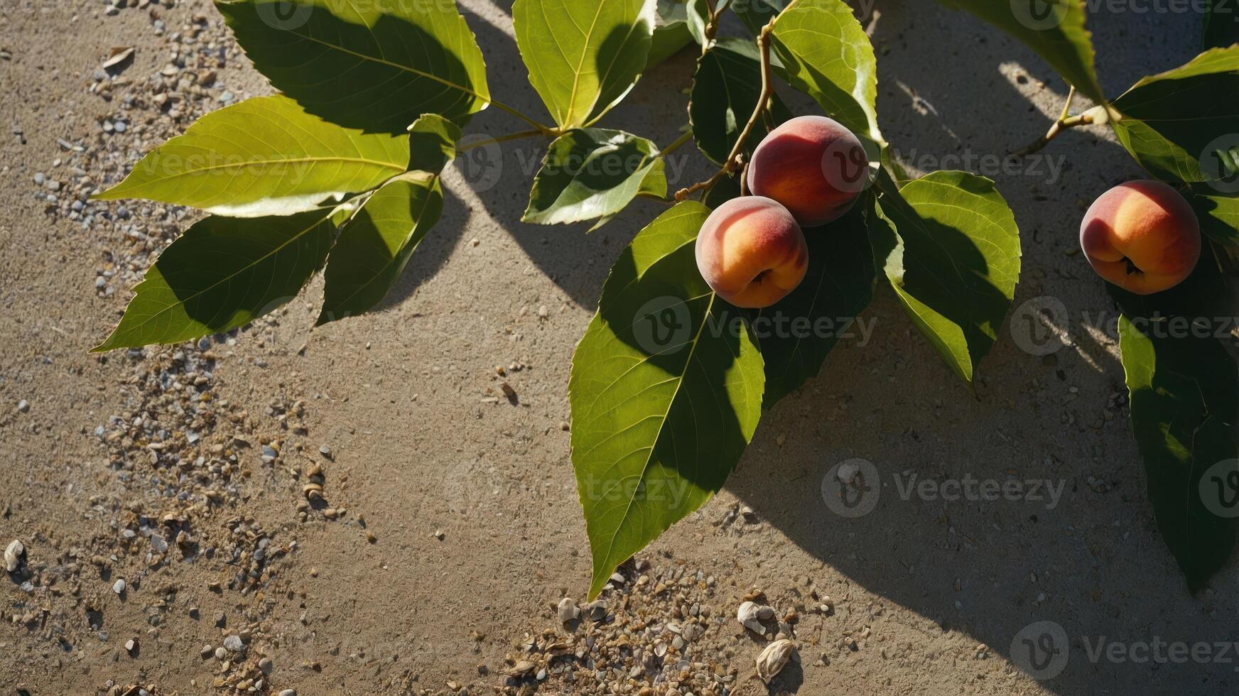 A close-up of peach-like fruits and green leaves on a sandy surface. photo