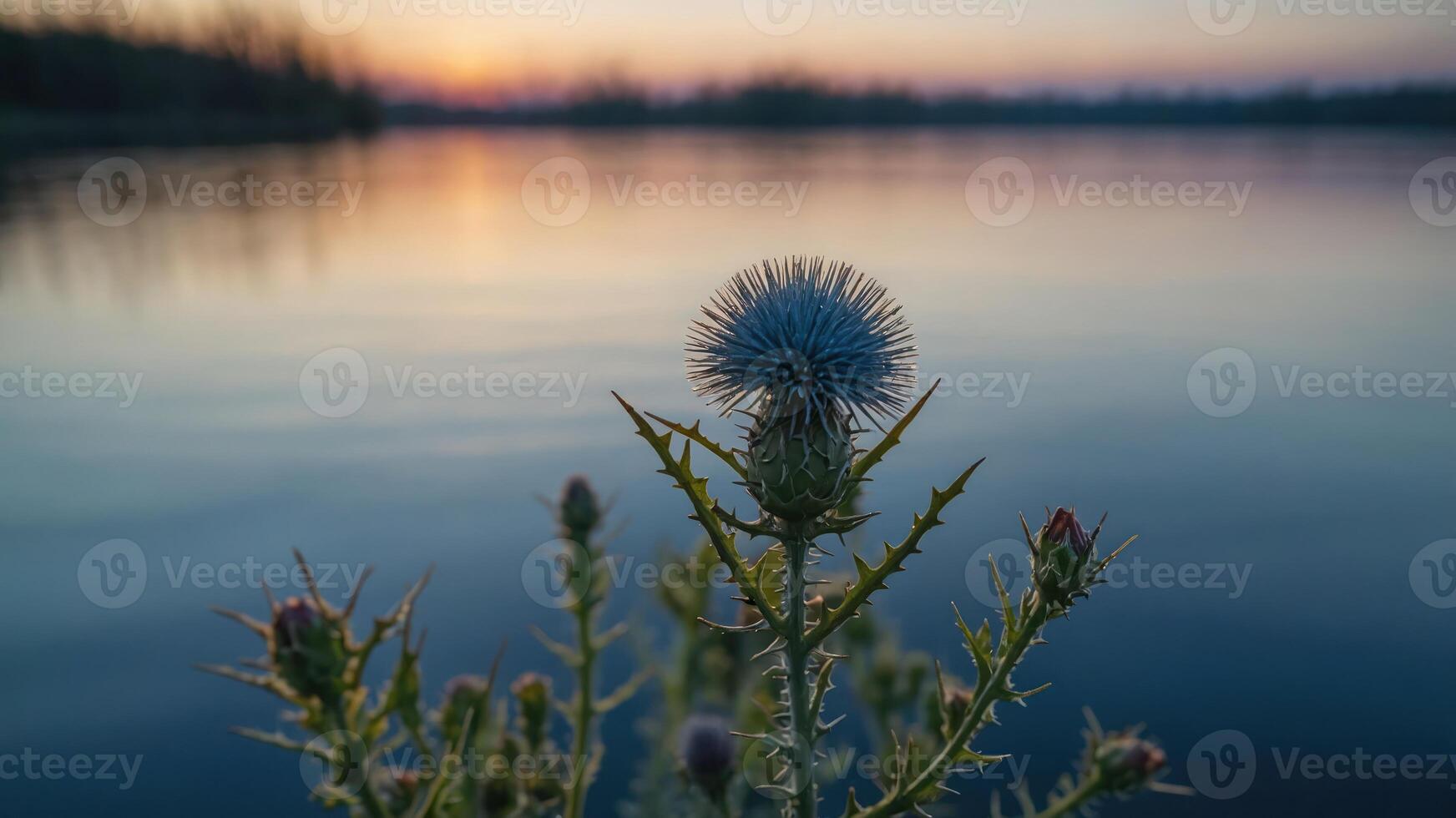 A close-up of a spiky plant in front of a tranquil lake during sunset. photo