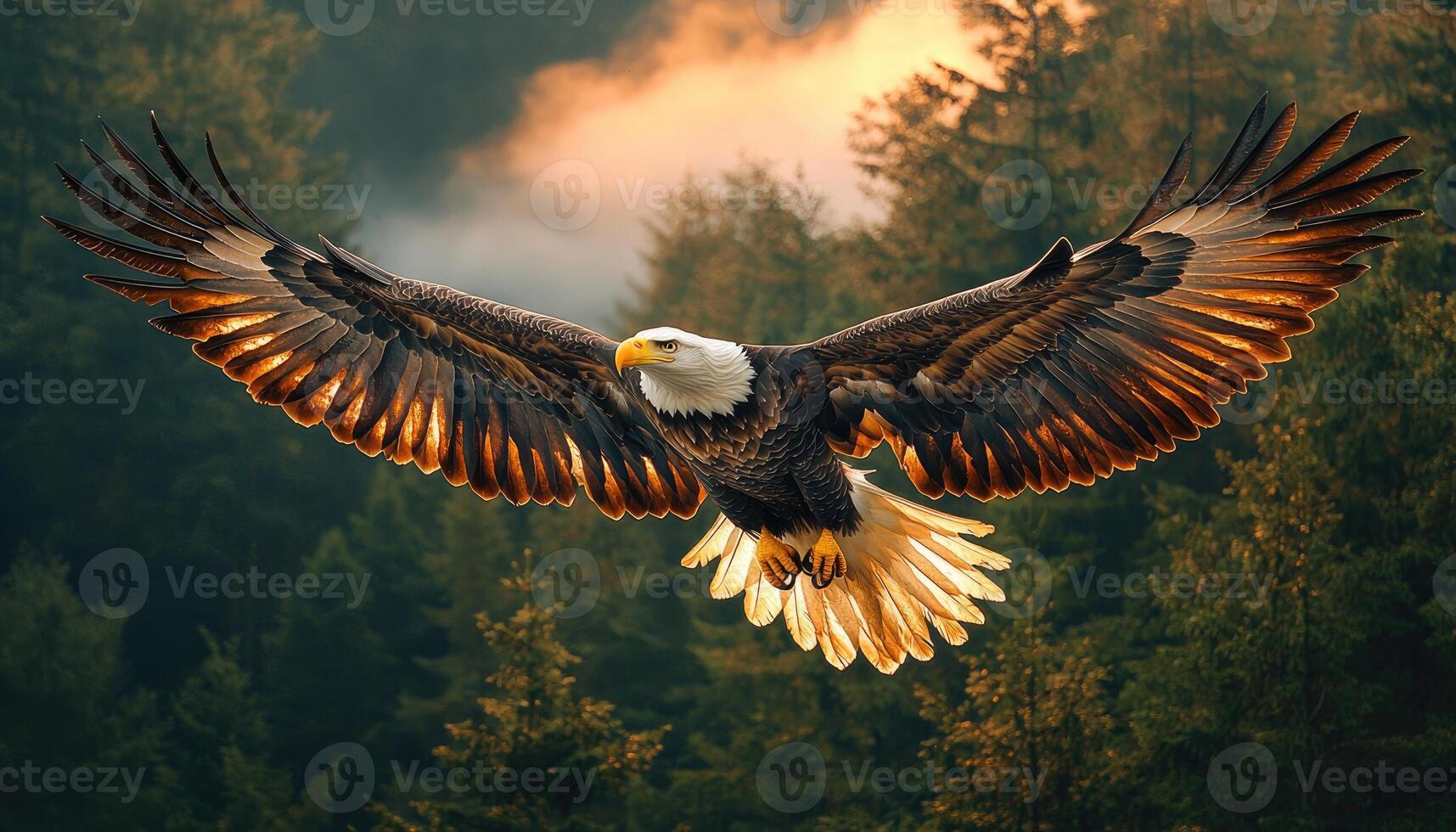 Majestic Bald Eagle Soaring Through Forest at Sunset photo