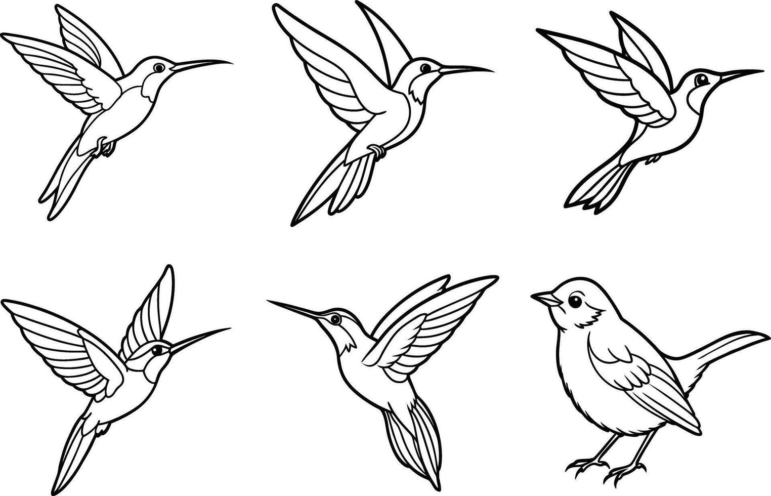hummingbird coloring pages vector