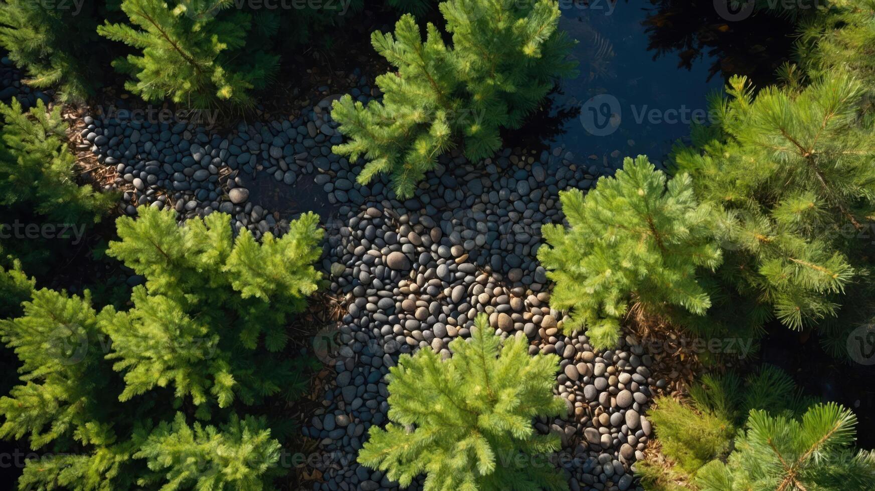 Aerial view of lush trees surrounding a rocky stream. photo