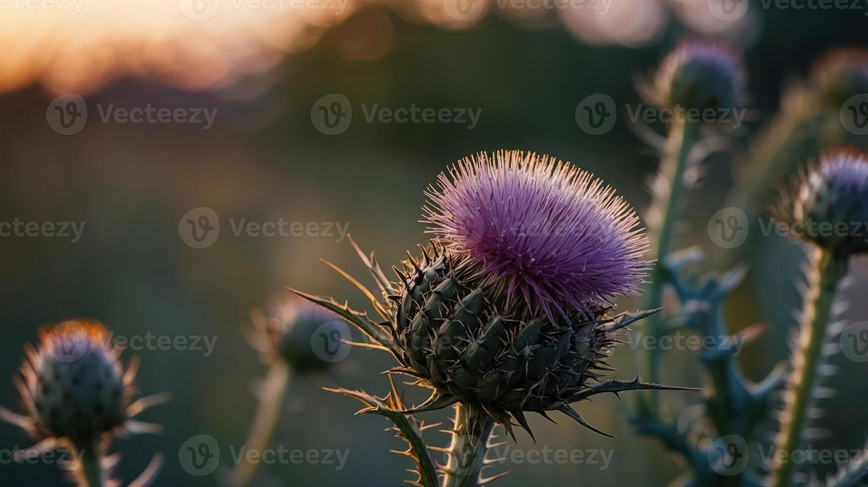 A close-up of a thistle flower with a soft purple bloom against a blurred background. photo