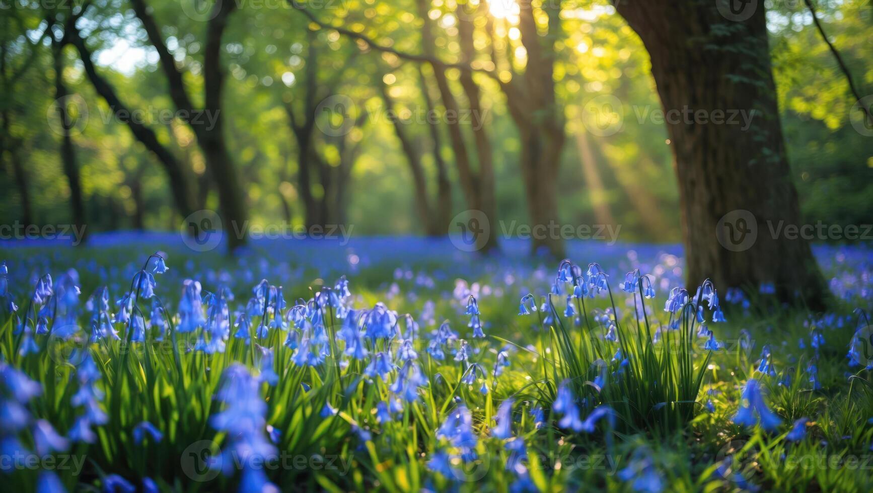 Bluebell Flowers Blooming in Forest at Sunrise Creating a Serene Scene photo