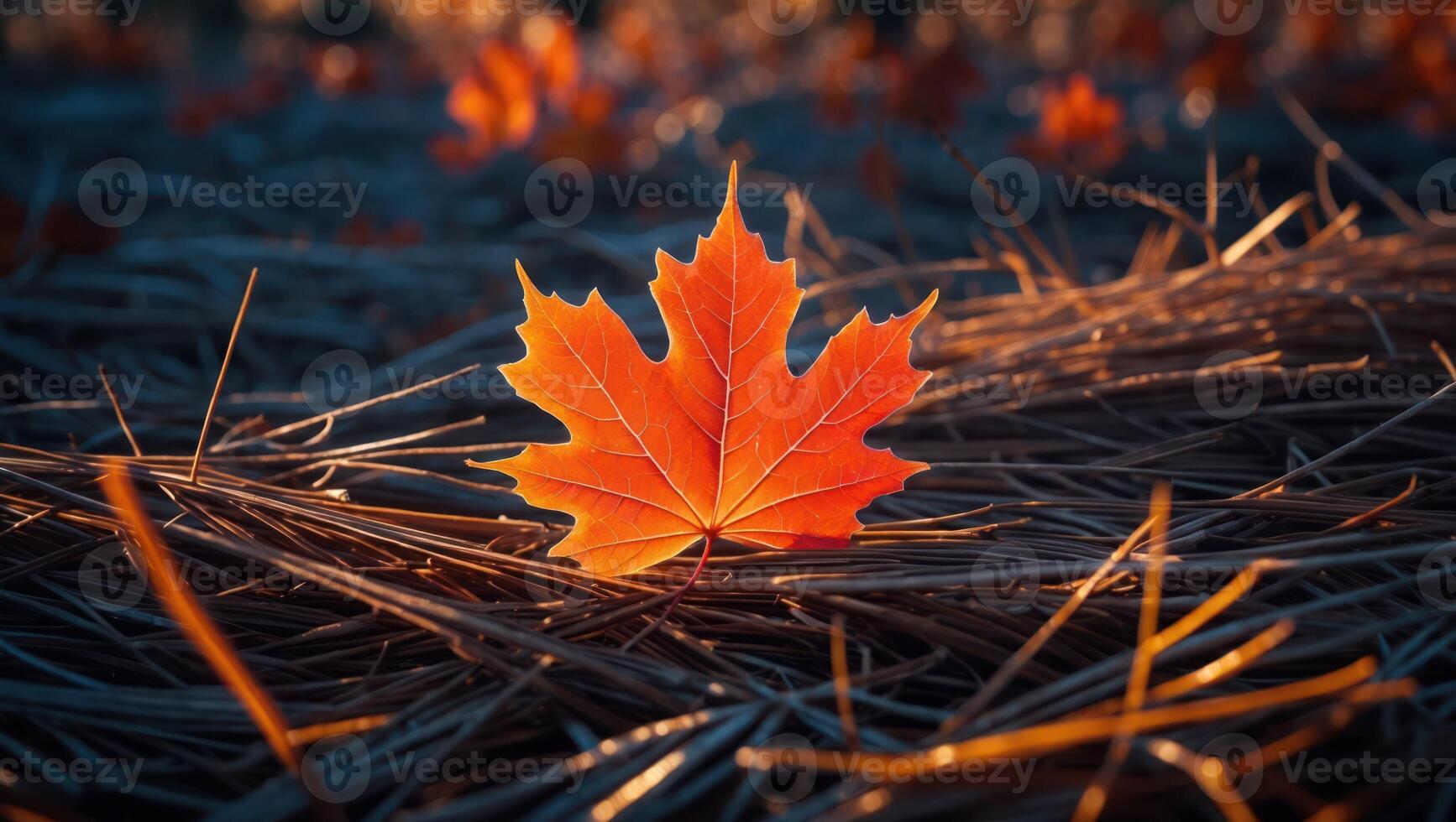 Orange Maple Leaf Resting on Pine Needles in Autumn Sunlight photo