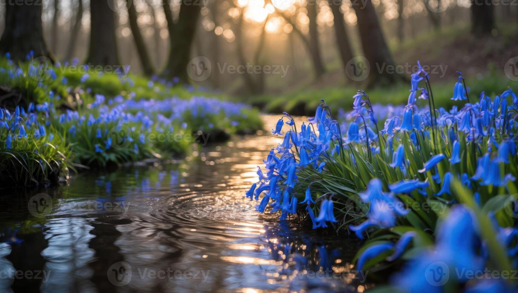 Bluebells Blooming Along Forest Stream at Sunset Creating Magical Atmosphere photo