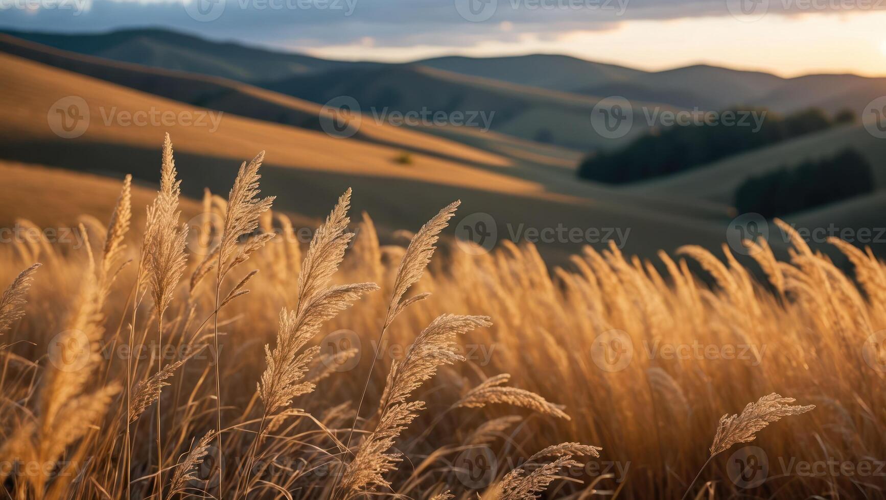 Tall Grass Field with Rolling Hills During Golden Hour Sunset photo