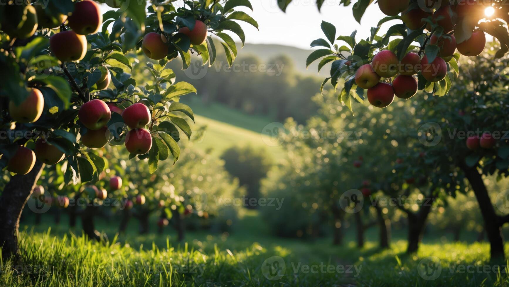 Ripe Apples Hanging on Branches in Orchard at Sunset photo