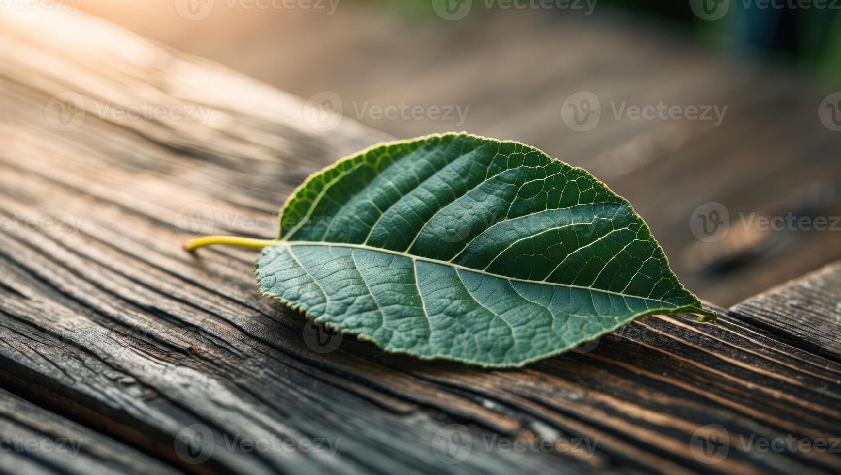 Single Green Leaf Resting on Rustic Wooden Surface in Sunlight photo