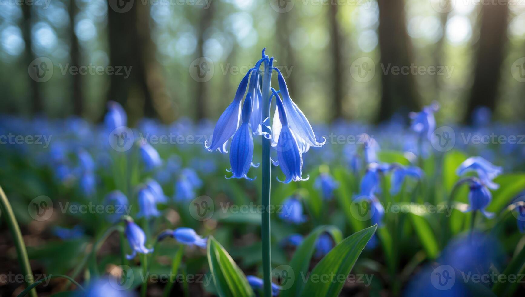 Bluebell Flower Blooming in Forest During Spring Season Sunlight photo