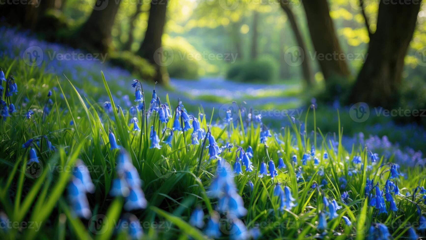 Blooming Bluebell Flowers Covering Forest Floor in Spring Season Scenery photo