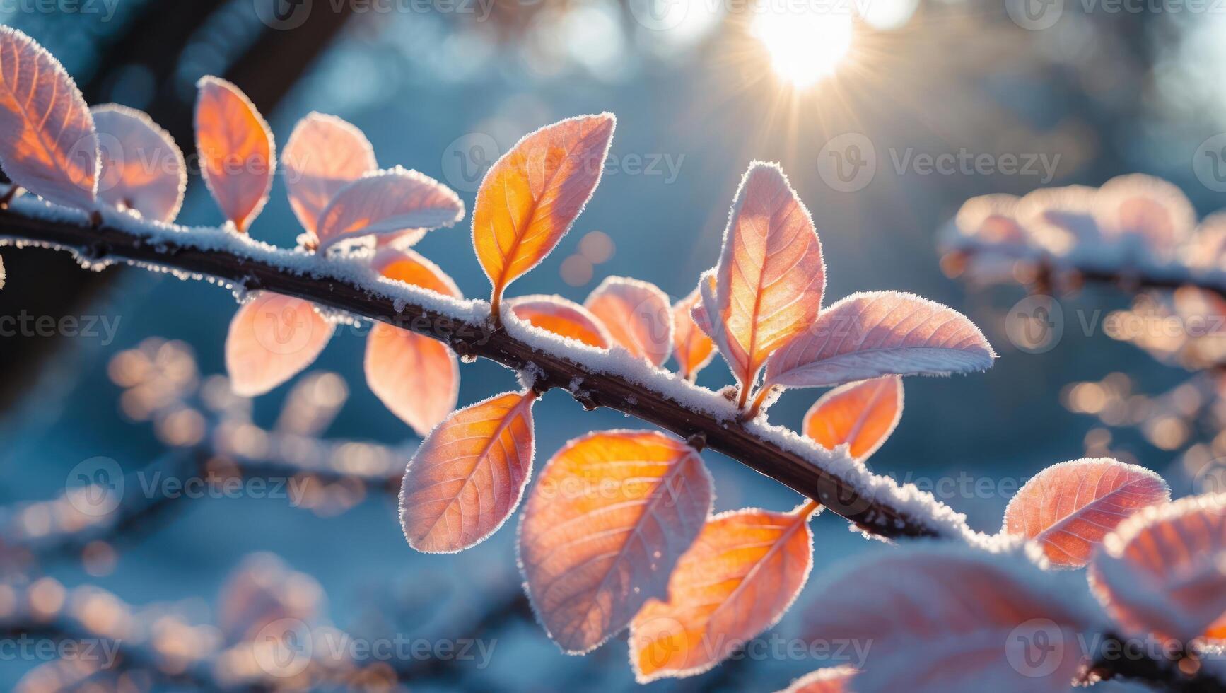 Leaves on Branch with Frost, Winter Sunlight Scene photo