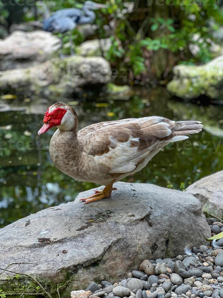 A Muscovy duck gracefully stands on a smooth rock by a peaceful and tranquil pond, surrounded by lush green foliage photo