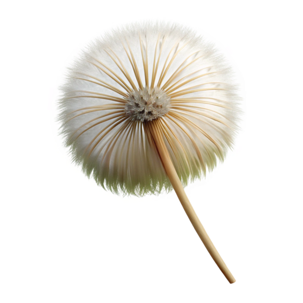 serene playful vintage Single dandelion seedhead NO BACKGROUND with Transparent Background. fine detail png