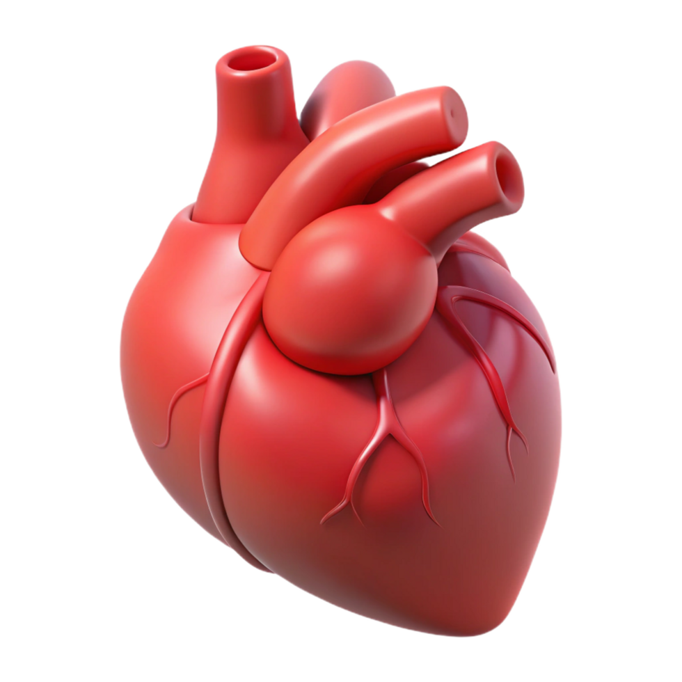 wonderful acclaimed A human heart, anatomically correct, NO BACKGROUND with Transparent Background. png