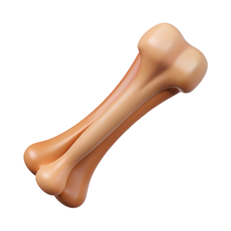 immaculate coveted Animal bone, rib NO BACKGROUND with Transparent Background. png
