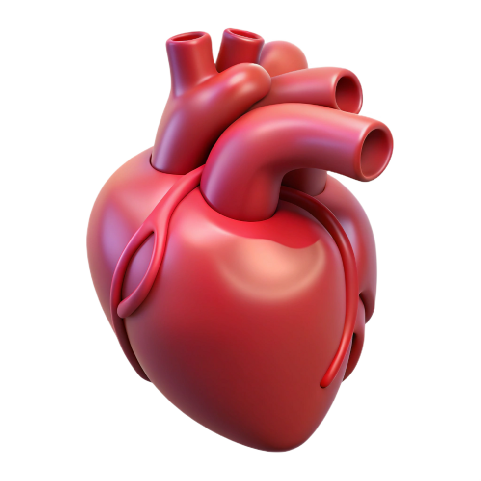 vibrant exemplary A human heart, anatomically correct and stylized. NO BACKGROUND with Transparent Background. png