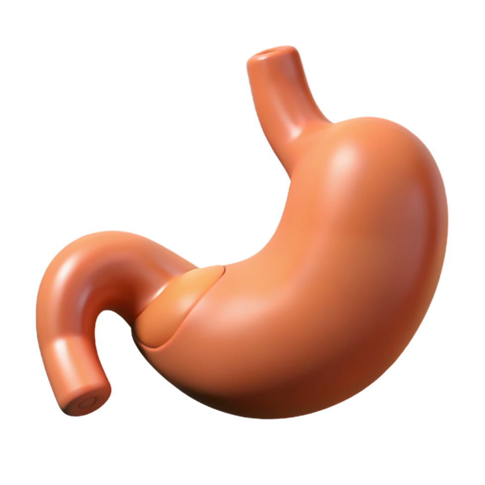 iconic classic Stomach, human, NO BACKGROUND with Transparent Background. masterfully captured png