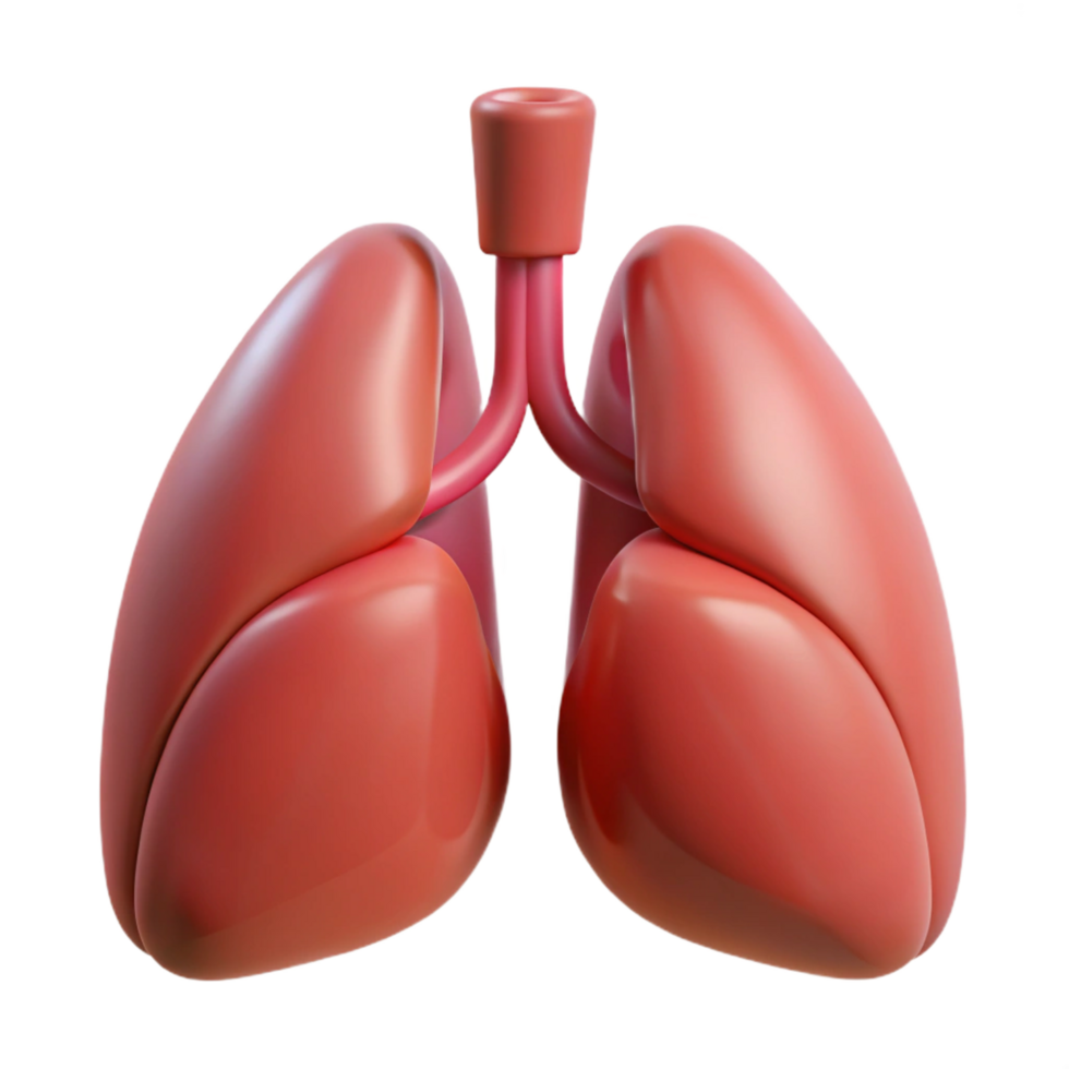 sumptuous nostalgic organic Lungs, human, NO BACKGROUND with Transparent Background. precision png