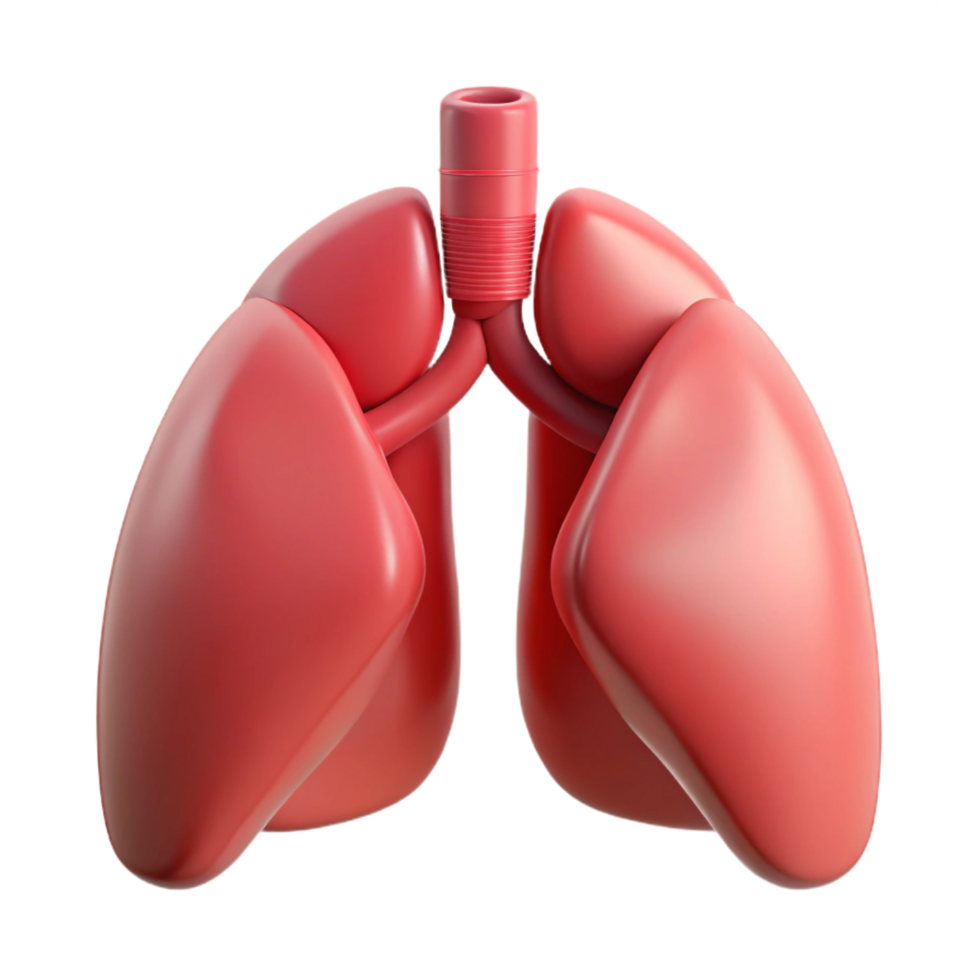 sumptuous abstract Lungs, human, NO BACKGROUND with Transparent Background. exclusive png