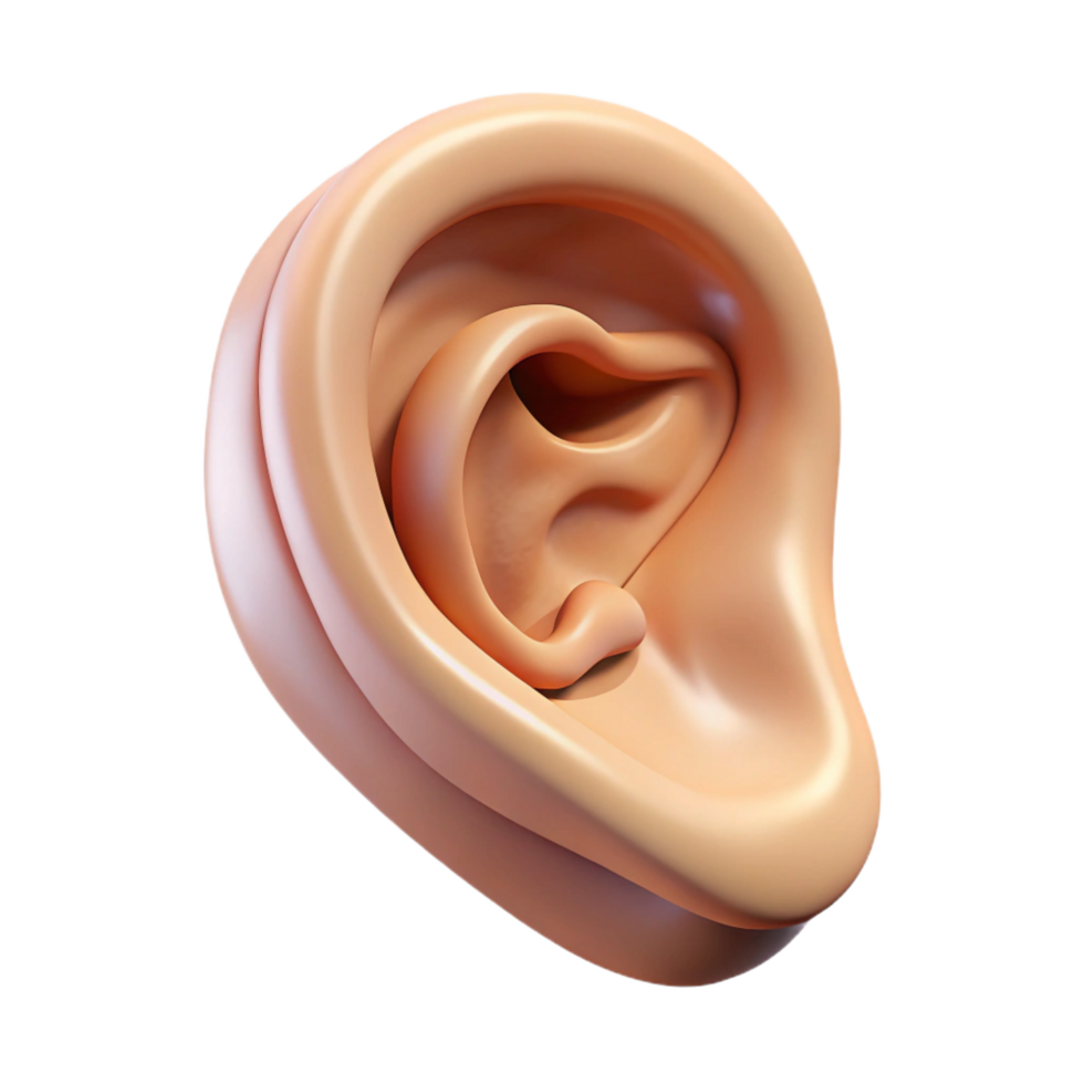 splendid vintage Mammalian ear NO BACKGROUND with Transparent Background. flawless png