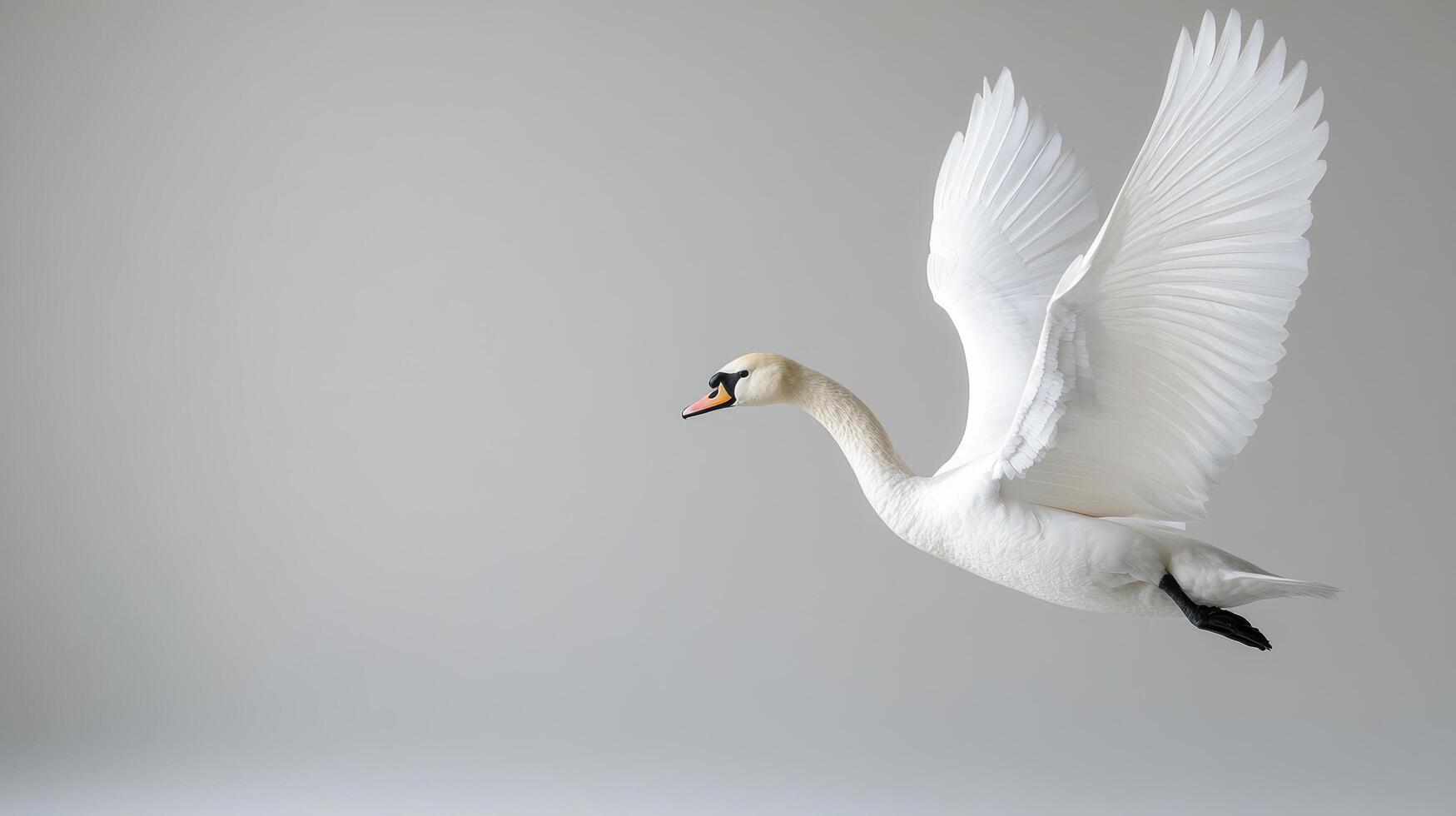 White swan flying in the air photo