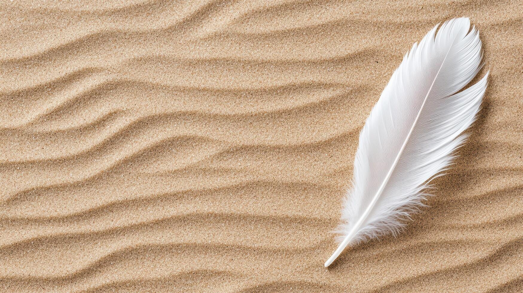 White feather on sand with waves photo