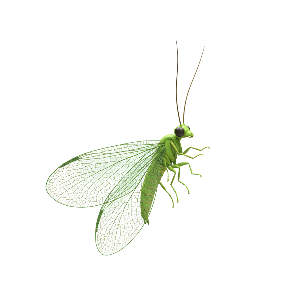 A vibrant green lacewing insect, its translucent wings showcasing intricate vein patterns, floats serenely against a stark white background. A captivating image of natural beauty. png
