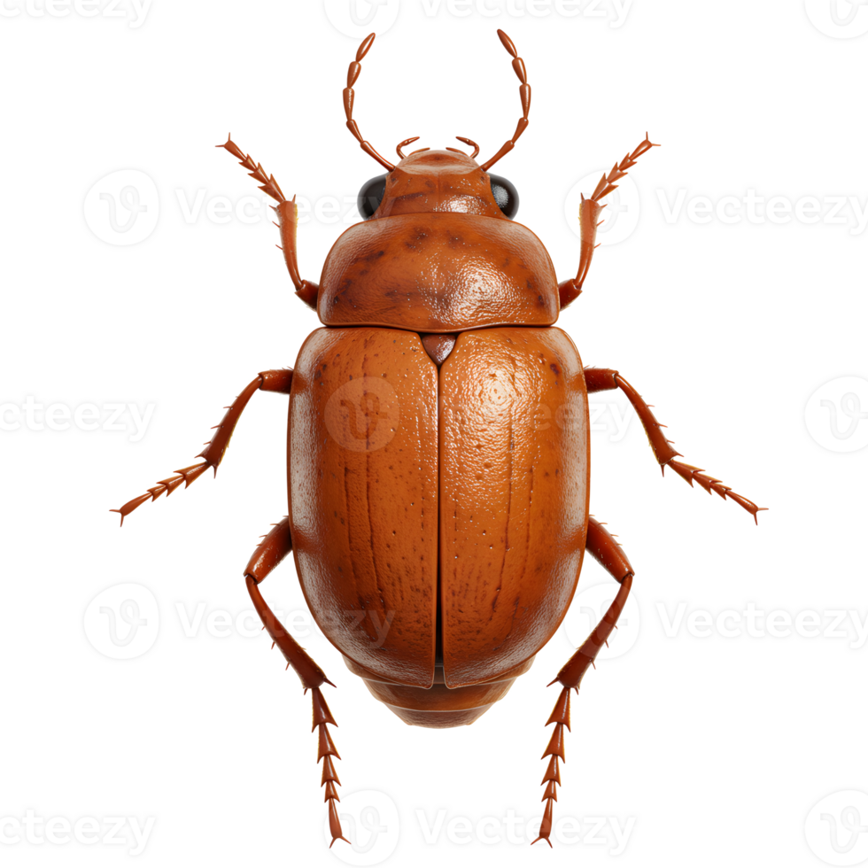 A captivating close-up reveals a vibrant amber beetle, its shiny carapace reflecting light. Intricate details and rustic texture create a striking image. png