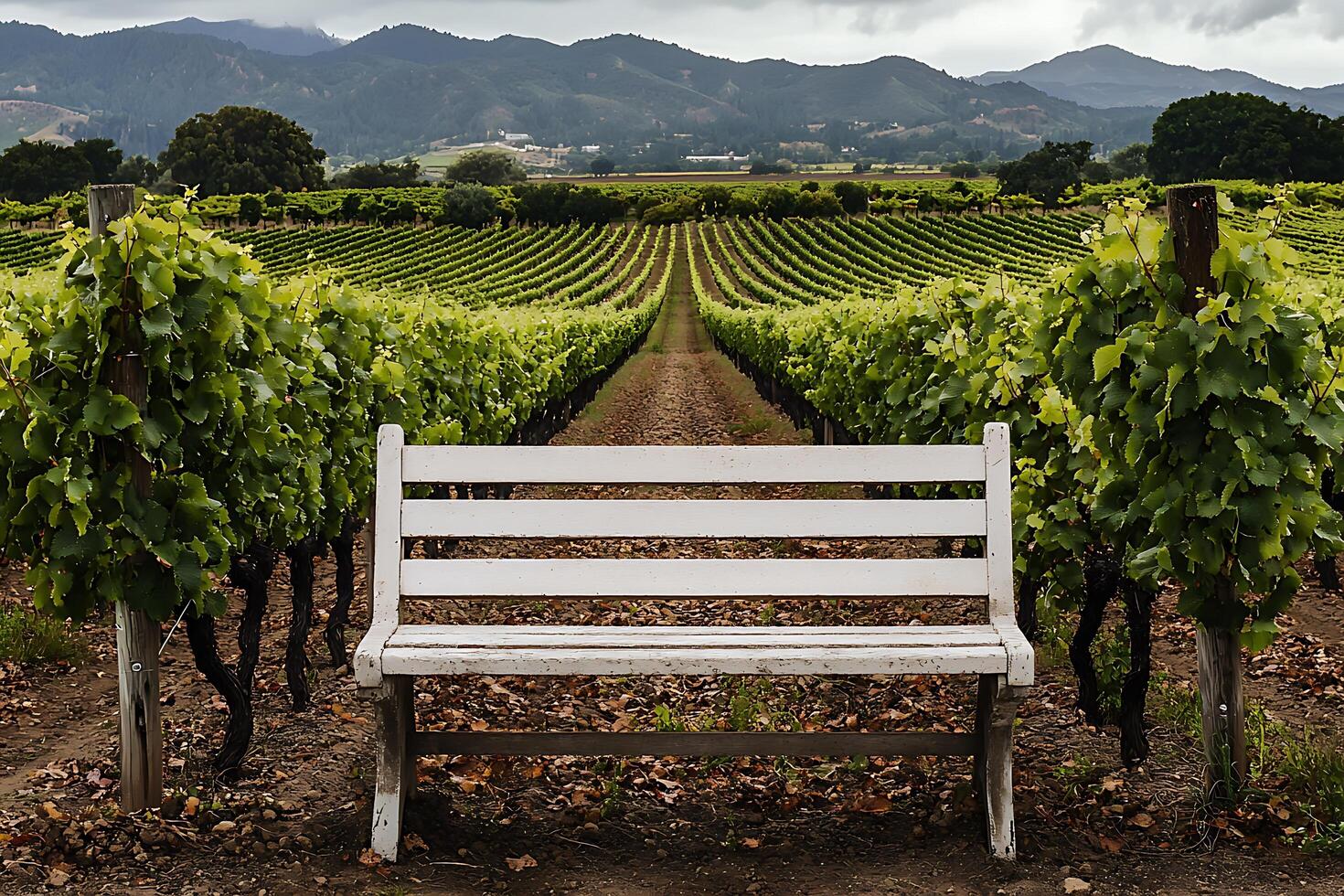 A bench sitting in a vineyard photo