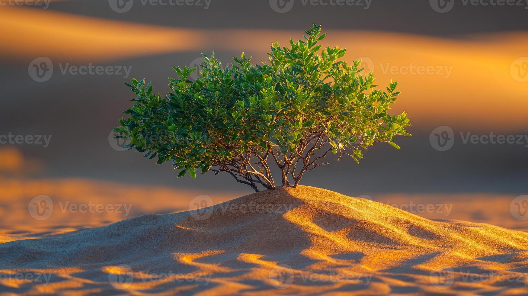 Resilient shrub thriving in desert sands. A green shrub stands prominently on golden sand dunes, adapted to the harsh desert environment at sunset. photo