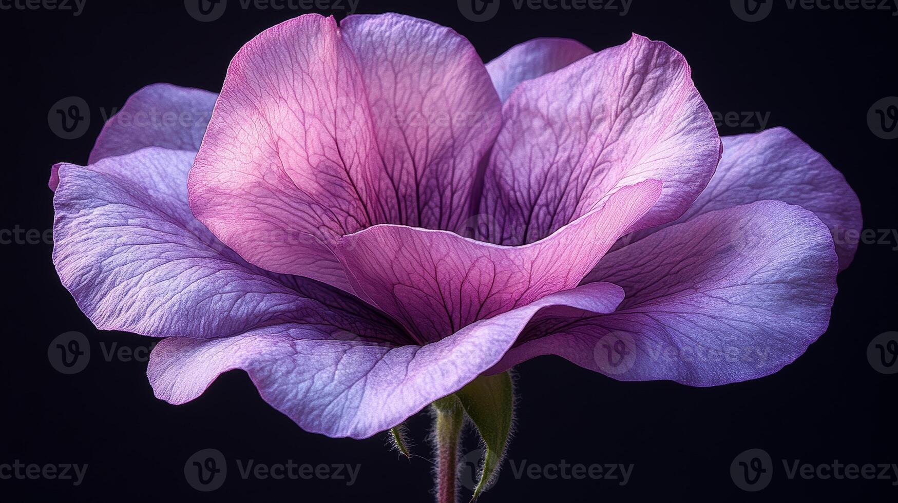 Lovely purple flower petals. A stunning purple flower displays intricate petals and a delicate structure against a dark backdrop. photo