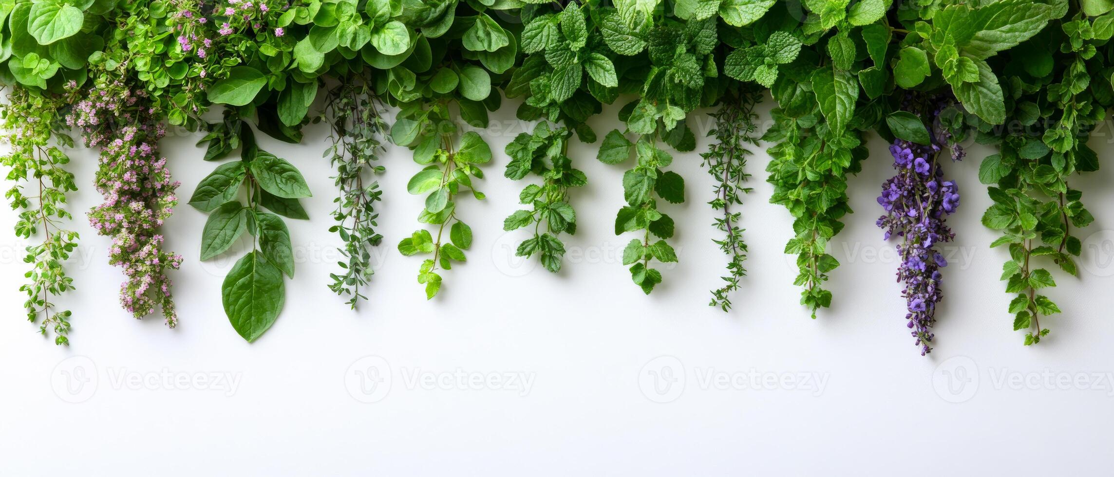 Fresh herbs hang in a vibrant display. Various fresh herbs dangle from a green backdrop, showcasing an array of textures and colors in a kitchen setting. photo