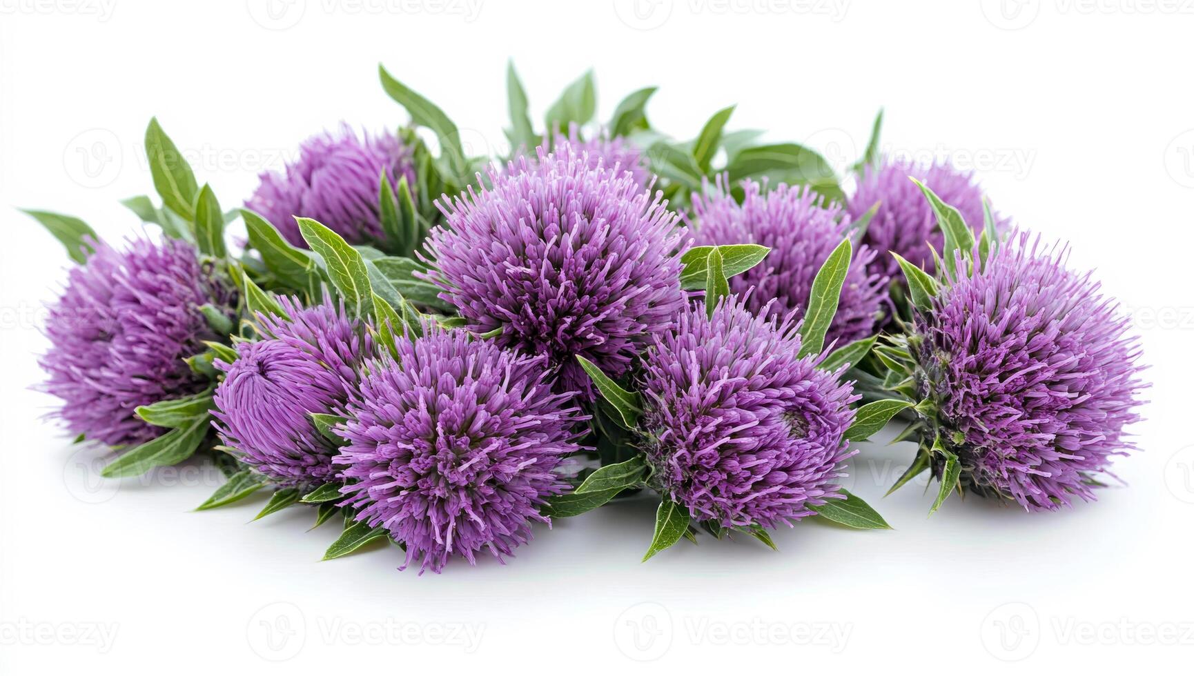Thistle flowers with leaves. Clusters of vibrant purple thistle flowers with green leaves create a striking natural display on a white background. photo