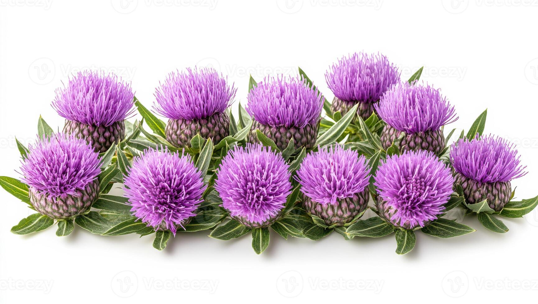 Pretty purple thistle blooms. Vibrant purple thistle blooms with green leaves showcase nature's beauty, neatly arranged on a light background. photo