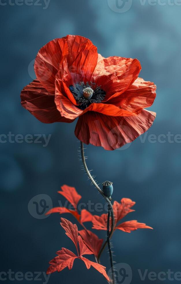 Red poppy flower with vibrant petals. A vibrant red poppy stands tall with soft petals against a blurred blue backdrop, highlighting nature's beauty. photo
