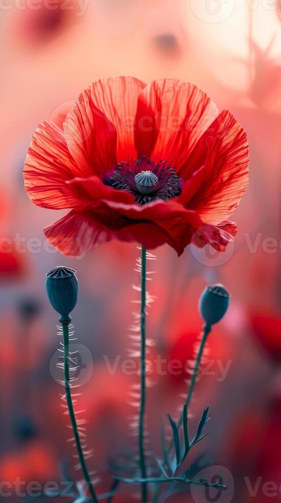 Red poppies at sunset. Vibrant red poppy flowers stand tall in a field during sunset, creating a striking contrast against the background. photo