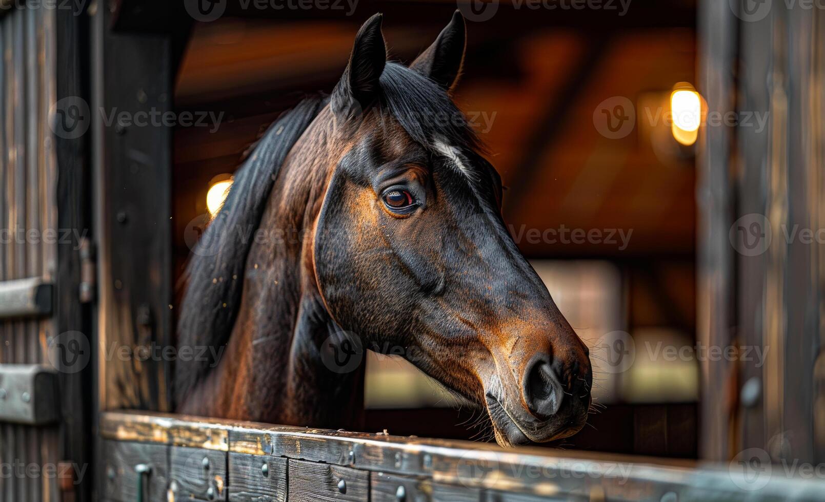 Horse looking out from stable at dusk. A dark-colored horse stands at a stable's window, gazing outside during the early evening hours. photo
