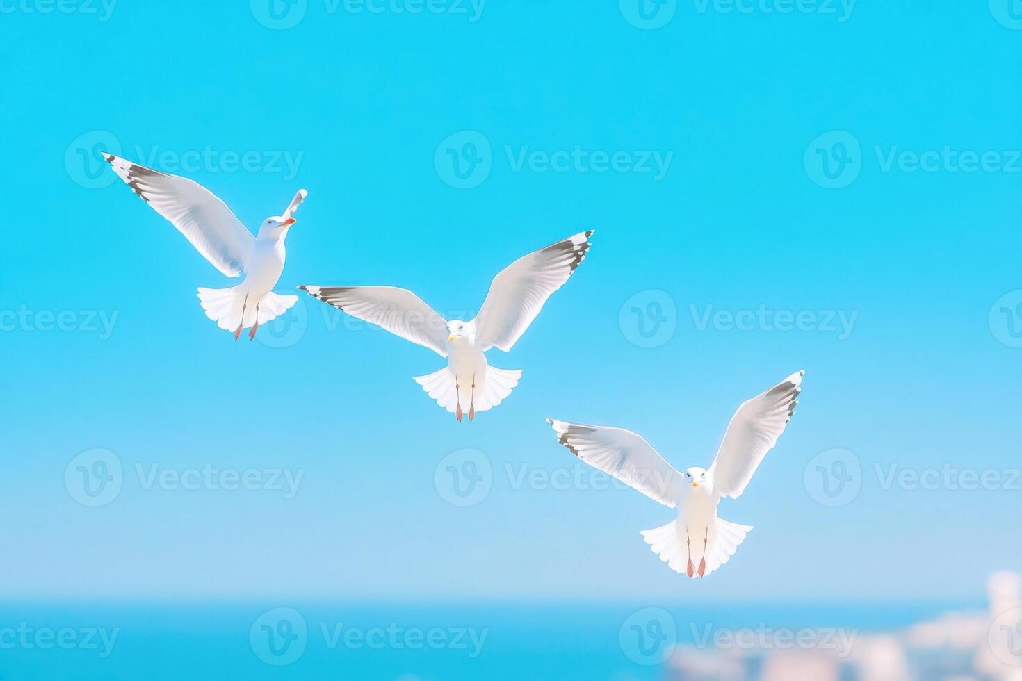 Seagulls soaring gracefully over a coastal cityscape beneath a soft blue sky and ocean horizon photo