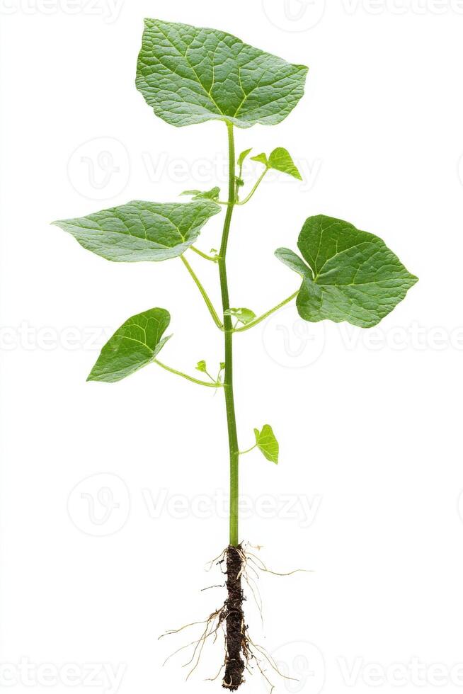 Cucumber seedling growing with roots and green leaves on white background photo