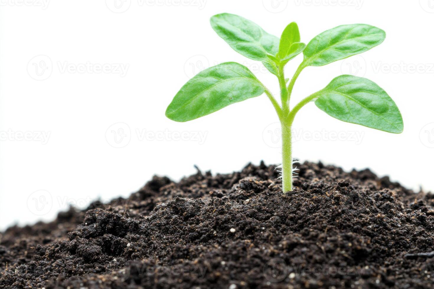 Tomato seedling growing in fertile soil against white background photo