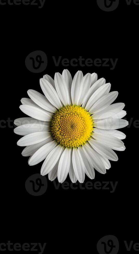 Elegant single daisy bloom, showcasing the delicate petals against a dark contrasting background, creating a stark and beautiful composition photo