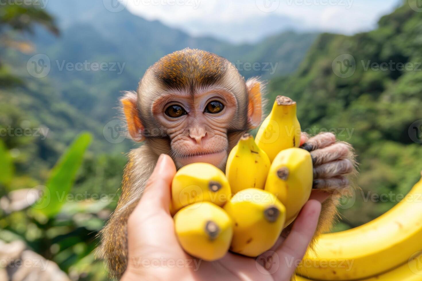 Baby monkey holding bananas offered by a person in a tropical forest photo