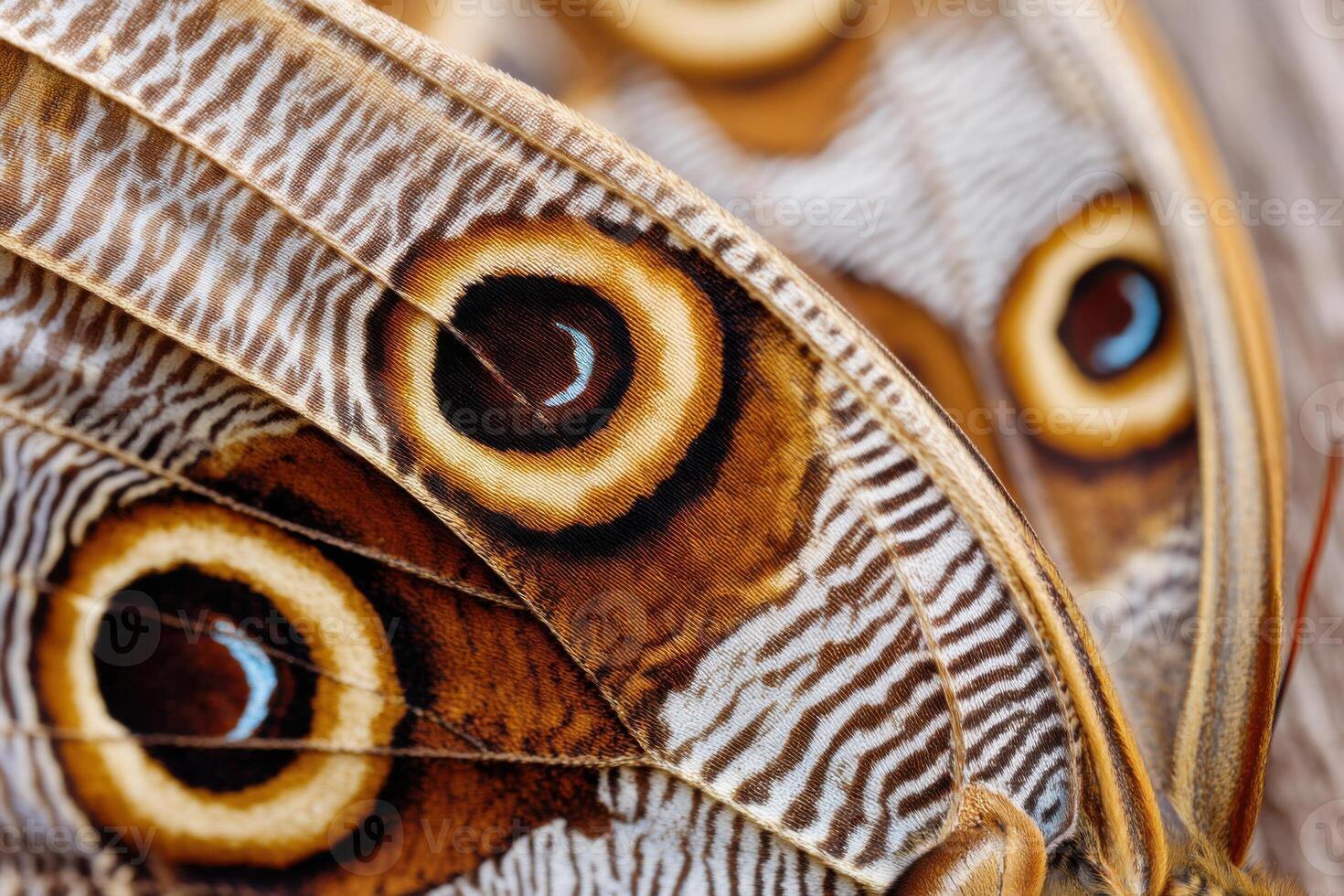 Close-up of butterfly wings showcasing intricate patterns and vibrant colors, highlighting nature's beauty and diversity, butterfly conservation concept photo