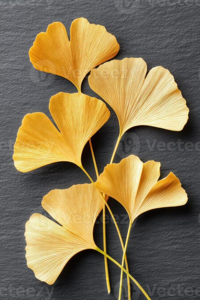 Golden ginkgo leaves arranged on a dark slate background showcasing intricate textures and natural patterns photo