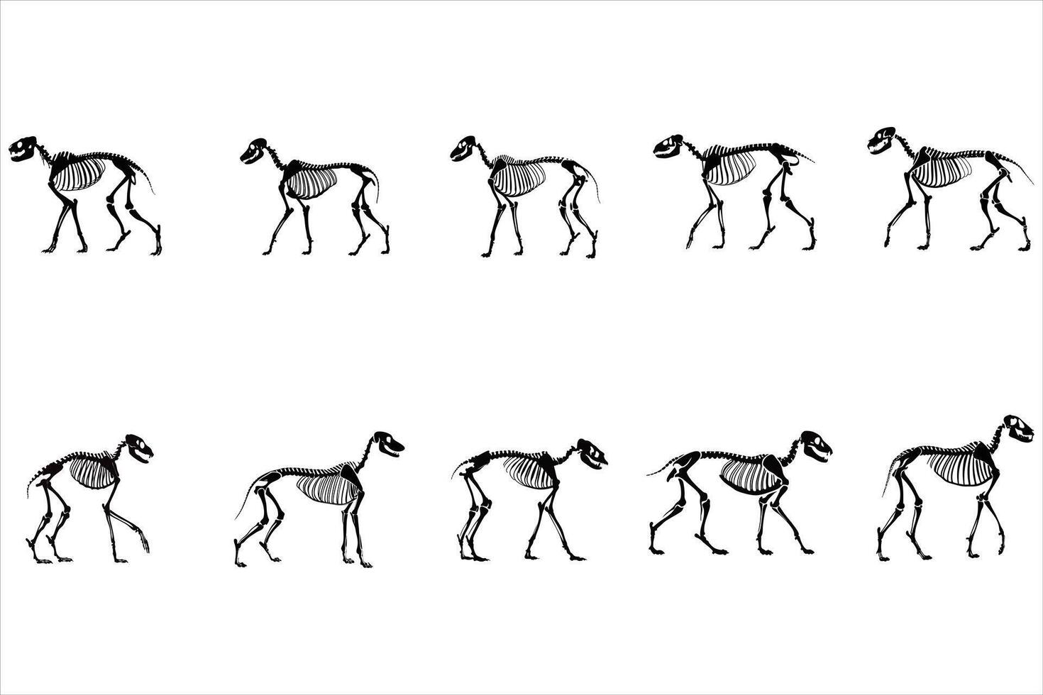 The Dog Anatomy Handbook vector
