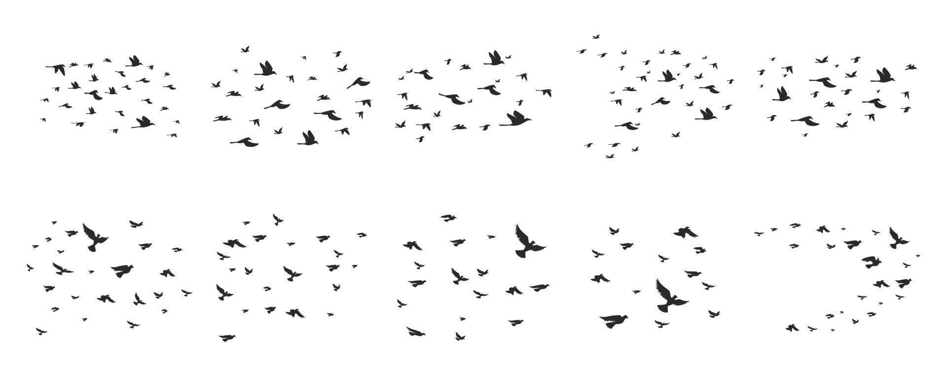 Flock Of Bird Illustration On White Background Set vector