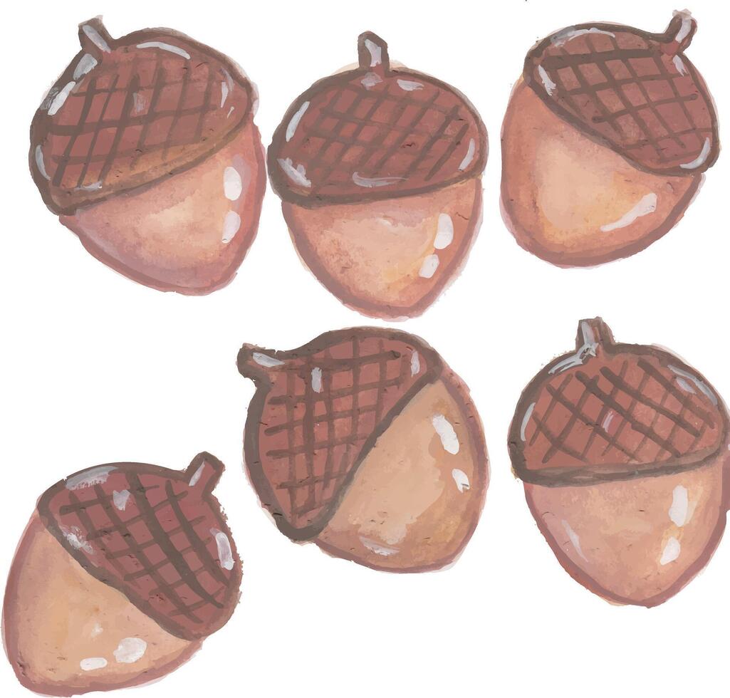 A collection of six acorns in watercolor style on a white background vector